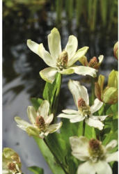 Eidechsenschwanz FloraSelf Anemopsis californica Ø 9 cm Topf