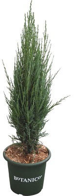 Blauer Säulenwacholder FloraSelf Juniperus scopulorum 'Blue Arrow' H 60-80 cm Co 6 L