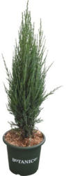 Blauer Säulenwacholder FloraSelf Juniperus scopulorum 'Blue Arrow' H 60-80 cm Co 6 L