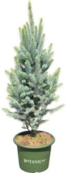 Blaue Stechfichte FloraSelf Picea pungens 'Iseli Fastigiate' H 70-80 cm Co 15 L