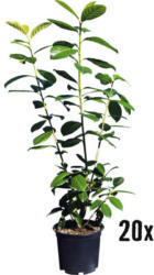 Heckenpflanze Kirschlorbeer 'Novita' 60/80 cm 3 L-Topf ab 20 Stück