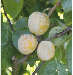 Zwerg-Reneklode Stämmchen Prunus domestica 'Golden Crimson' H 100-150 cm Co 7,5 L selbstfruchtend