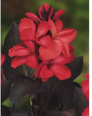 Blumenrohr FloraSelf Canna indica H 20-50 cm Co 3 L rot