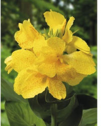 Blumenrohr FloraSelf Canna indica H 20-50 cm Co 3 L gelb