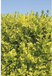 Sichtschutzhecke Gold-Liguster Spalier FloraSelf Ligustrum ovalifolium 'Aureum' H 110-120 cm B 80 cm Co 30 L