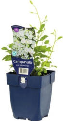 Glockenblume FloraSelf Campanula carpatica 'Weisse Clips' H 5-25 cm Co 0,5 L