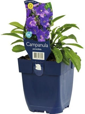 Glockenblume FloraSelf Campanula persicifolia coerulea H 5-20 cm Co 0,5 L