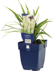 Prachtscharte FloraSelf Liatris spicata 'Alba' H 5-30 cm Co 0,5 L