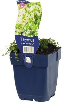 Woll-Thymian FloraSelf Thymus praecox 'Albiflorus' H 5-15 cm Co 0,5 L
