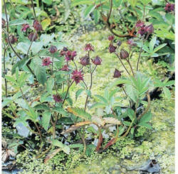 Sumpf-Fingerkraut FloraSelf Potentilla palustris H 10-40 cm Co 3 L