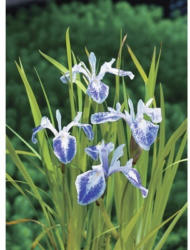 Wasserschwertlilie FloraSelf Iris laevigata 'Mottled Beauty' H 10-50 cm Co 0,6 L