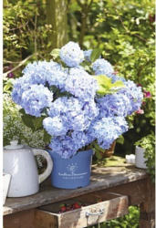 Ballhortensie Endless Summer FloraSelf Hydrangea macrophylla H 50-60 cm Co 5 L blau