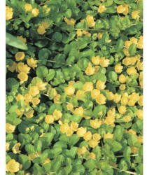 Pfennigkraut FloraSelf Lysimachia numularia Ø 18 cm Topf
