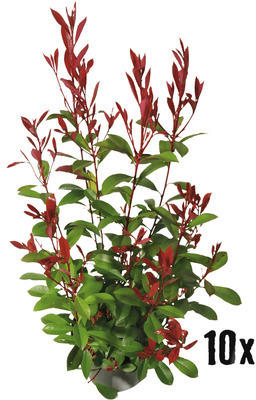 Heckenpflanze Glanzmispel/Photinia 'Red Robin' 60/80 cm 3 L-Topf ab 10 Stück