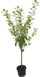Zwetschgenbaum FloraSelf Prunus domestica 'Elena'® H 100-150 cm Co 7,5 L