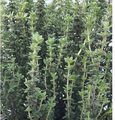 Italienischer Thymian Thymus vulgaris 'Faustini' H 5-20 cm Co 0,5 L