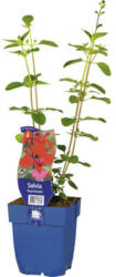 Blüten-Salbei FloraSelf Salvia 'Royal Bumble' H 10-60 cm Co 0,5 L