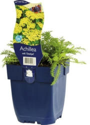 Schafgrabe FloraSelf Achillea millefolium 'Desliyel' H 5-30 cm Co 0,5 L
