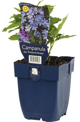 Glockenblume FloraSelf Campanula lactiflora 'Prichard's Variety' H 5-70 cm Co 0,5 L