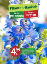 Pflanzen Hanisch Pflanzen Hanisch: Beste Pflanzen, beste Preise - bis 16.06.2023