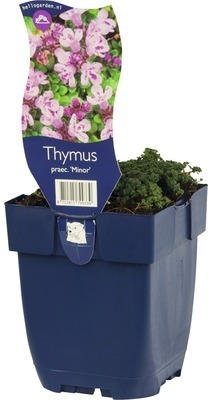 Niedergestreckter Thymian FloraSelf Thymus praecox 'Minor' H ca. 5 cm Co 0,5 L