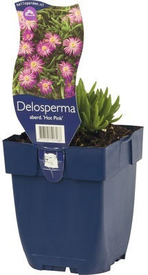 Mittagsblümchen FloraSelf Delosperma aberdeenense 'Hot Pink' H 5-10 cm Co 0,5 L