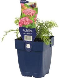 Schafgrabe FloraSelf Achillea millefolium 'Desderos' H 5-30 cm Co 0,5 L