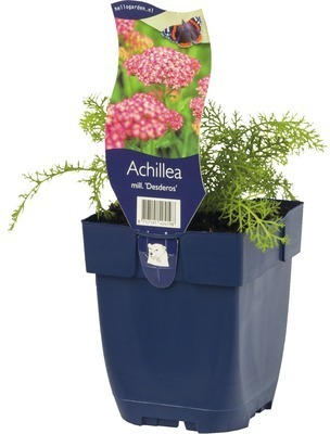 Schafgrabe FloraSelf Achillea millefolium 'Desderos' H 5-30 cm Co 0,5 L