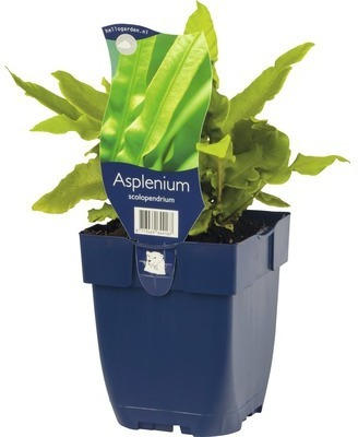 Streifenfran FloraSelf Asplenium scolopendrium H 5-40 cm Co 0,5 L