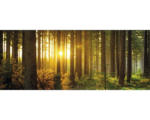 Hornbach Glasbild Sun & Forest I 50x125 cm GLA2016