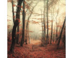 Hornbach Glasbild Mystic Forest I 50x50 cm GLA2022