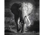 Hornbach Glasbild Grey Elephant Head 20x20 cm GLA2027