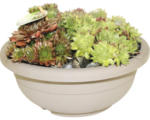 Hornbach Sempervivum MIX in Schale Ø 25 cm Topf