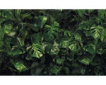 Hornbach Fototapete Vlies P333-VD4 Pure Tropical Wall 4-tlg. 400 x 250 cm