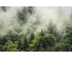 Hornbach Fototapete Vlies PSH061-VD4 Pure Forest Land 4-tlg. 400 x 250 cm