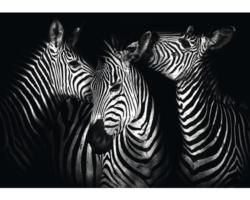 Fototapete 11761P8 Papier Zebra 368x254 cm