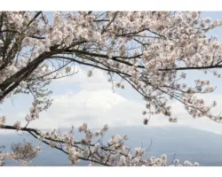 Fototapete Vlies 11800V4 Kirschblüten 2-tlg. 254x184 cm