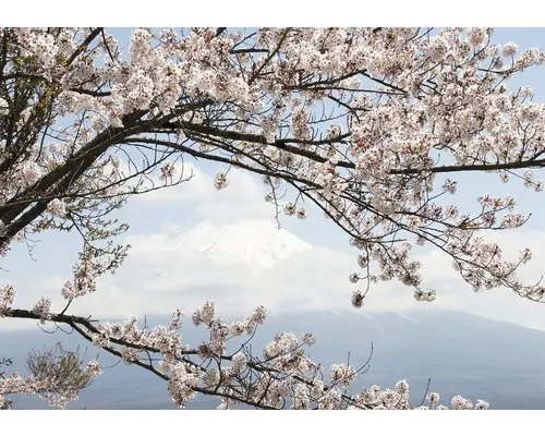 Fototapete Vlies 11800V4 Kirschblüten 2-tlg. 254x184 cm