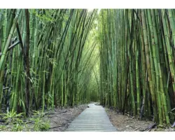 Fototapete 12632P8 Papier Bambus 368x254 cm