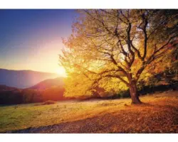 Fototapete Vlies 12640V4 Herbst 2-tlg. 254x184 cm