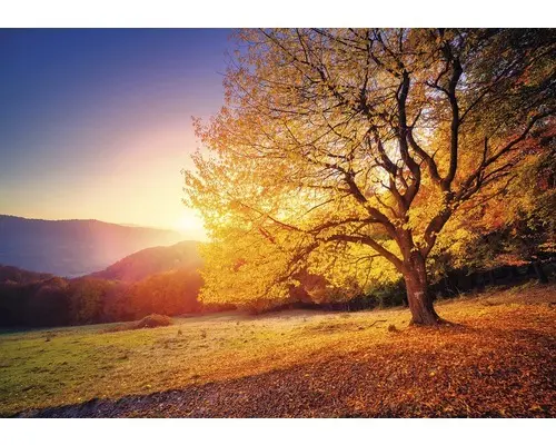 Fototapete Vlies 12640V4 Herbst 2-tlg. 254x184 cm