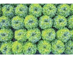 Fototapete 12650P8 Papier Salat 368x254 cm