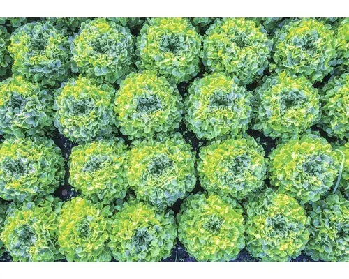 Fototapete 12650P8 Papier Salat 368x254 cm