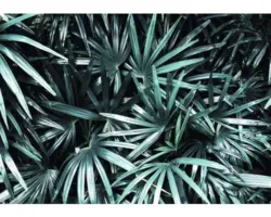 Fototapete 12665V8 Vlies Blätter 368x254 cm