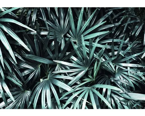 Fototapete 12665V8 Vlies Blätter 368x254 cm