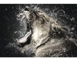 Fototapete 13005V8 Vlies Löwin 368x254 cm