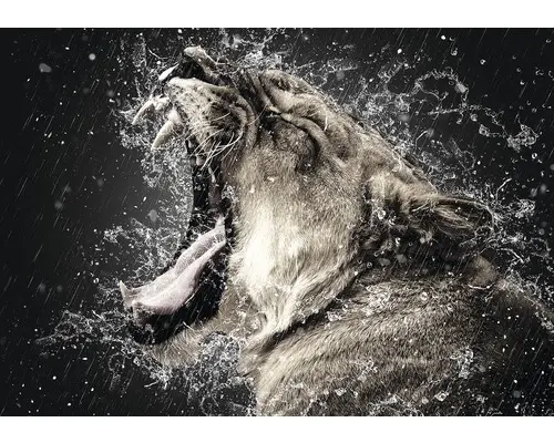 Fototapete 13005V8 Vlies Löwin 368x254 cm