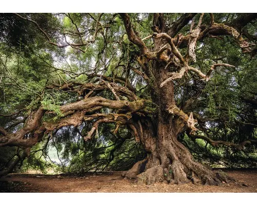 Fototapete Vlies 13011V4 Baum 2-tlg. 254x184 cm