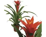 Hornbach Guzmania FloraSelf Guzmania-Cultivars 'Orangeade' H 40-50 cm Ø 12 cm Topf