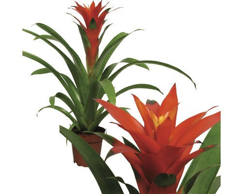 Guzmania FloraSelf Guzmania-Cultivars 'Orangeade' H 40-50 cm Ø 12 cm Topf